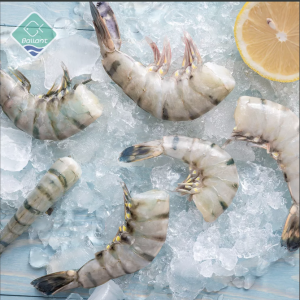 Black Tiger Shrimp
